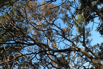 tree (thailand)