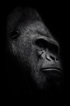 The brutal muzzle (face) of a powerful and strong male gorilla is a symbol of masculinity and wildness. Isolated black background