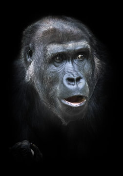 Surprise. Skepticism. Portrait of a female gorilla Expressive emotions.Isolated black background