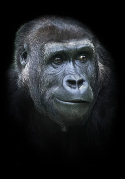 Incredulous surprise.. Portrait of a female gorilla Expressive emotions.Isolated black background