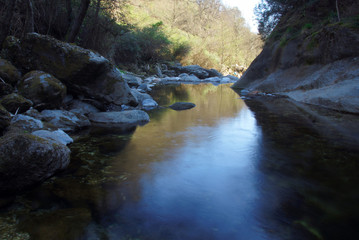 pool in the forest