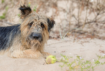 Mix breed dog with ball lying in the sand beach 