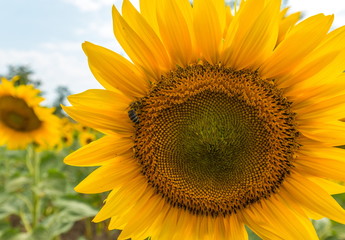 The sunflower is blooming. A large type of flower seeds. Summer. Yellow flower. Sunflower in the field.