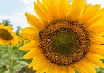 Naklejka premium The sunflower is blooming. A large type of flower seeds. Summer. Yellow flower. Sunflower in the field.