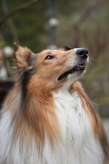 Amerikanischer Collie