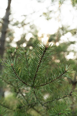 Close up slow moving shot of pine tree's needles - Green forest of Baltic country Latvia