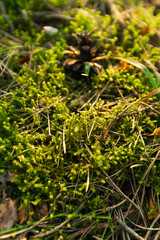 Green Moss in the sunset forest with warm light and sun flare through the trees - Baltic woods - Tender