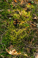 Green Moss in the sunset forest with warm light and sun flare through the trees - Baltic woods - Tender