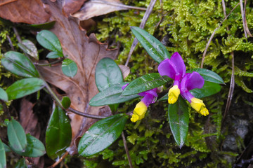 Poligala bossonano (Polygala chamaebuxus),pianta con fioritura 