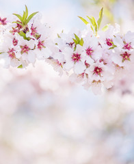 Obraz premium The lush blooming of white flowers of the almond tree in the garden.