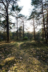 Obraz premium Green Moss in the sunset forest with warm light and sun flare through the trees - Baltic woods - Tender