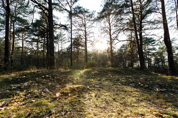 Fototapeta premium Green Moss in the sunset forest with warm light and sun flare through the trees - Baltic woods - Tender