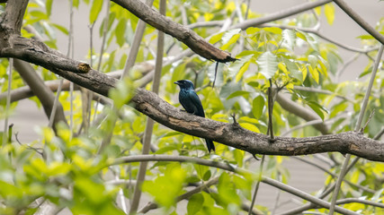 Lesser Racket-tailed Drongo (Dicrurus remifer) perching on a branch in the garden with green leaves.