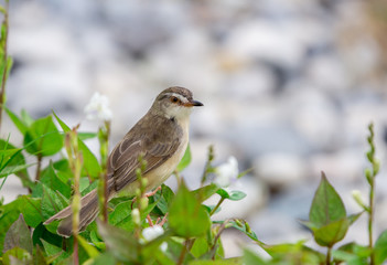 Plain Prinia (Prinia inornata) standing on green leaves in the garden.