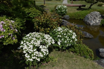 Reeves spirea blossoms