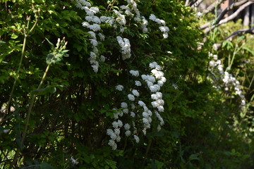 Reeves spirea blossoms