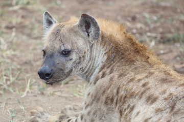 Obraz premium Tüpfelhyäne / Spotted hyaena / Crocuta crocuta