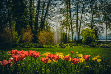 Wallpaper image with colorful tulip flowers on a meadow with trees and a fountain in the defocused background, lots of copy space