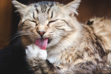 Beautiful fluffy tabby cat washes its paw