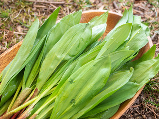 Obraz premium 行者ニンニク 山菜