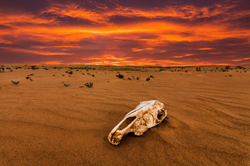 Skull of an animal in the sand desert at sunset.