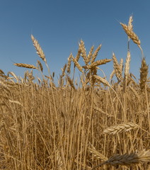 Ears of wheat. Ripe wheat. Harvest A large type of ears, grain.