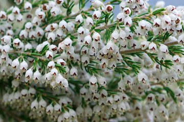 flowers of erica