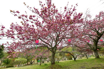 Fototapeta premium 静峰ふるさと公園