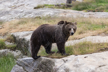Closeup portrait of wet adult brown bear shaking its body with a lot of splashes after swimming. Ursus arctos beringianus. Kamchatka bear.