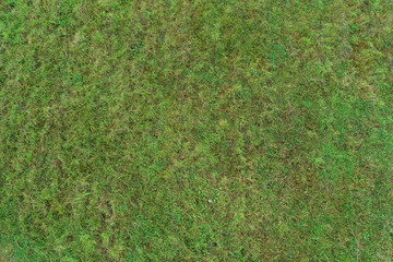 Real green texture background of a grass.