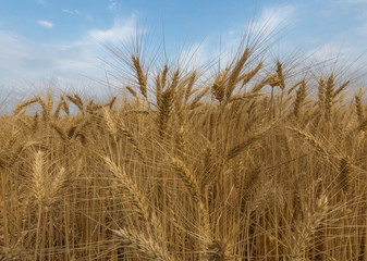 Fototapeta premium Ears of wheat. Ripe wheat. Harvest A large type of ears, grain.