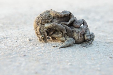 three frogs mating on the road