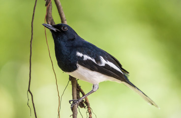 Closeup male Oriental magpie robin (Copsychus saularis) perching on a branch in the garden with sunlight and blurred green nature background.