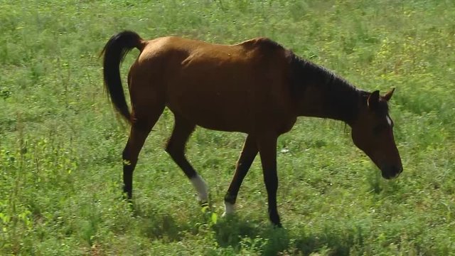cavallo al pascolo
