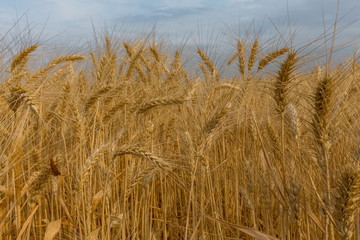 Ears of wheat. Ripe wheat. Harvest A large type of ears, grain.
