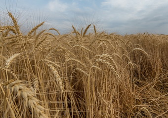 Obraz na płótnie Canvas Ears of wheat. Ripe wheat. Harvest A large type of ears, grain.
