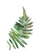 watercolor plant fern