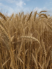 Ears of wheat. Ripe wheat. Harvest A large type of ears, grain.