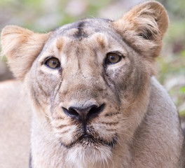 Fototapeta premium portrait of a lion