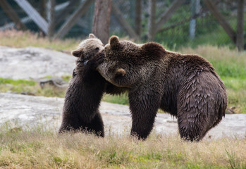 Cute family of brown bear mother bear and its baby cub playing in the grass. Ursus arctos beringianus. Kamchatka bear.