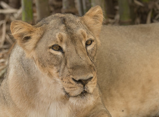 portrait of a lion