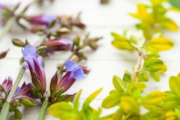  Herb and spice plants at spring