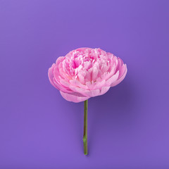 Pion isolated on colored   background. Pink gentle soft peony flower. Stylish flowers for March 8. Pions