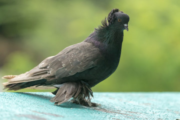 pigeon sitting on branch