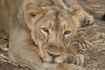 Fototapeta premium lion and lioness