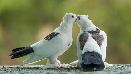 bird of prey