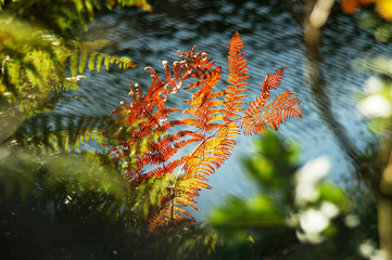 Fougère orange à l'automne