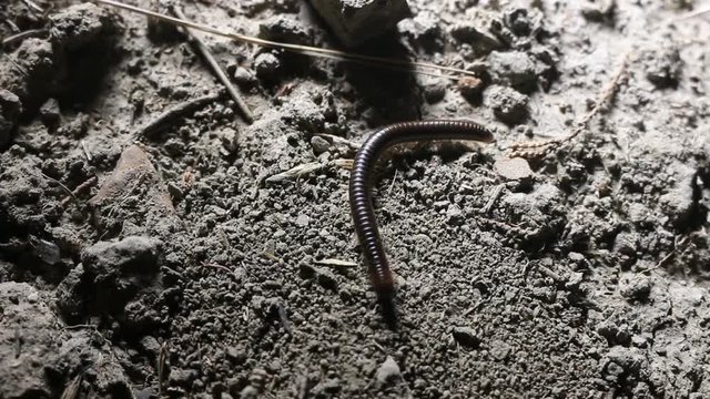 The centipede - vegetable-eating millipedes (Julidae, Pachyiulus flavipes) in the Crimea. Night snapshot