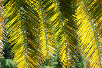 Obraz na płótnie Canvas Feuillage de palmier