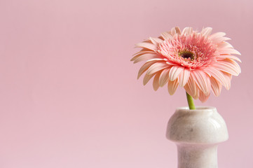 Pink light Gerbera flower on the pink light background